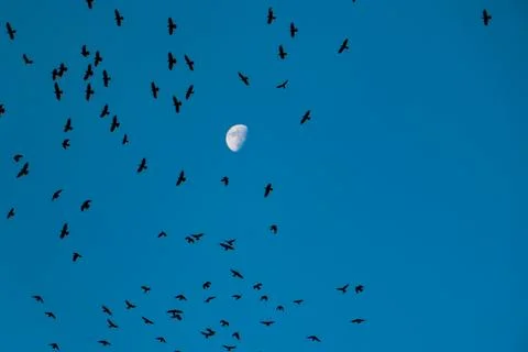 Birds fly in the blue sky while the moon is visible during the evening with.. Stock Photos