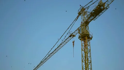 Birds fly off the boom of a construction crane Stock Footage 79391619