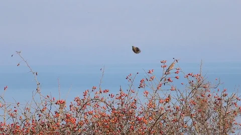 Birds fly from the bush Stock Footage 80996915