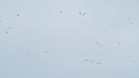 Birds Fly in circular motion in slow mot... | Stock Video | Pond5