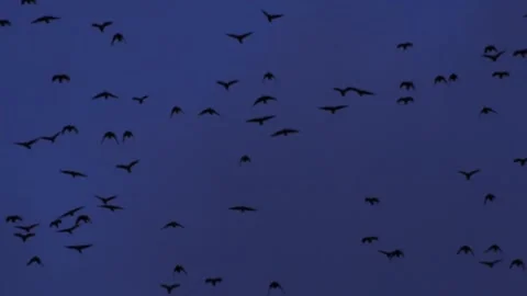 Birds fly in the dark blue night sky. Background blurred. Stock Footage 150697707