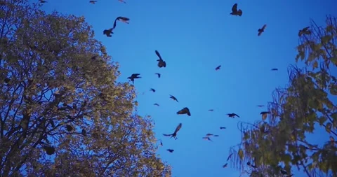 Birds fly in the dark blue night sky over forest trees. slow motion. Horror d Stock Footage 330046187