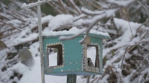 Birds fly up to the feeder and take the grain and fly,schema, snowflakes falling Stock Footage 71613341