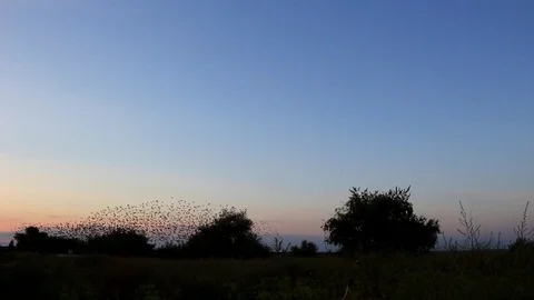 Birds fly by the flock Stock Footage