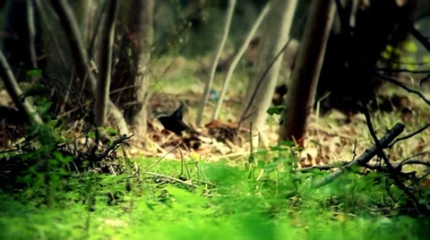 Birds fly Stock Footage 32900234