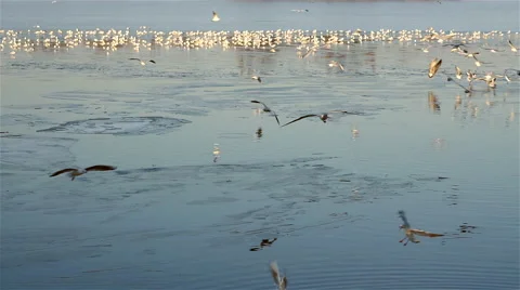 Birds Fly Stock Footage 60412797