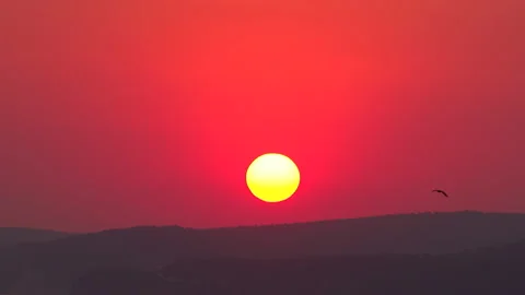 Birds fly in front of a big orange disc of the setting sun Stock Footage 92199604