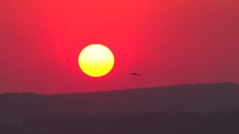 Birds fly in front of a big orange disc of the setting sun Stock Footage 92201368