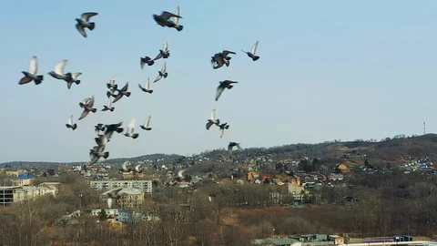 Birds fly in front of the drone camera Stock Footage 104751623