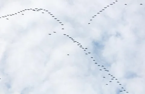Birds fly in graceful patterns against a cloudy sky Stock Photos