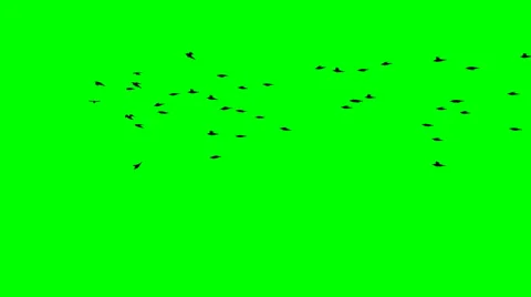 Birds fly to the horizon Stock Footage 48715152