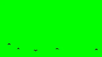 Birds fly from horizont Stock Footage 85662941