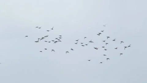 Birds fly by jamb Stock Footage 87017684