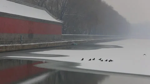 Birds fly on a lake covered  with ice during snowfall Stock Footage 34858013