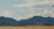 Birds Fly Landscape Stock Footage