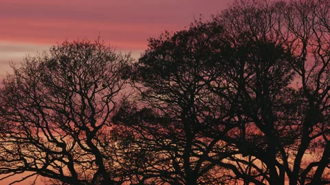 Birds fly on to large trees during a beautiful sunset - silhouette 1. 4K tripod Stock Footage 226869969