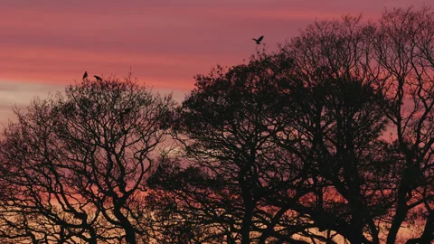 Birds fly on to large trees during a beautiful sunset - silhouette 2. 4K tripod Stock Footage 226883768