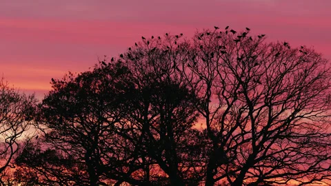 Birds fly on to large trees during a beautiful sunset - silhouette 3. 4K tripod Stock Footage 226891234