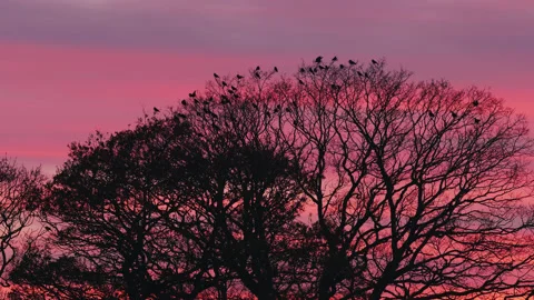 Birds fly on to large trees during a beautiful sunset - silhouette 4. 4K tripod Stock Footage 226912046