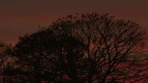 Birds fly on to large trees during a dusk sunset - silhouette. 4K tripod Stock Footage 226925254