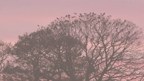 Birds fly on to large trees during a simulated misty sunrise. 4K tripod Stock Footage 226972821