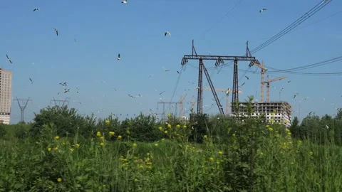 Birds fly on the mountain in slow motion Stock Footage 132335575