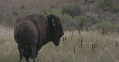 Birds fly next to wild bison in lush grass field in Oregon Video stock 332437128