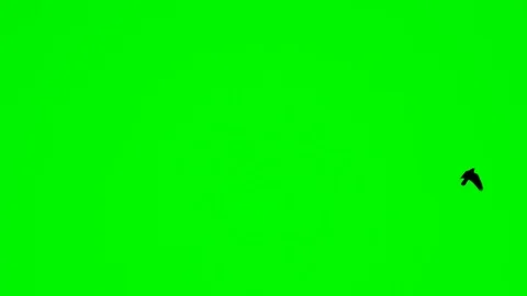 Birds fly one by one to greenscreen Video stock 87305489