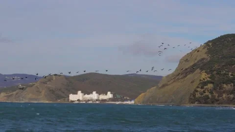 Birds fly in the open sky over the rocks near the island. Birds migrate to Stock Footage 230228035