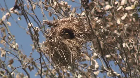 Birds fly out of the nest Stock Footage