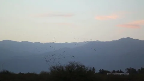  birds fly over a carob tree, behind blue mountains 스톡 동영상 123799807