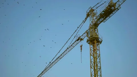 Birds fly over a construction crane Stock Footage 79391692