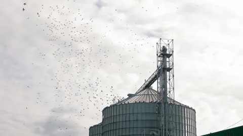 Birds fly over the elevator. A flock of birds flies over a silo for storing Stock Footage 246878225