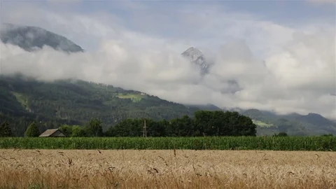 Birds fly over field of wheat with background of mountains Stock Footage 76977374
