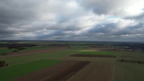 Birds fly over fields in autumn 스톡 동영상 295773582