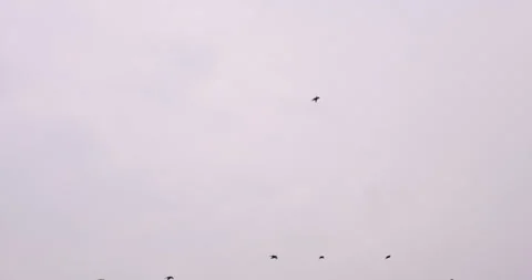 Birds Fly Over A Gray Sky Stock Footage 170726123