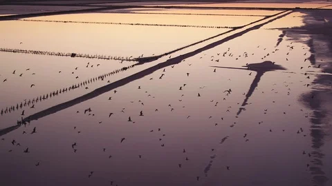Birds fly over lakes at dawn Stock Footage