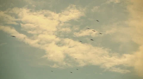 Birds Fly over Ocean Stock Footage 23676777
