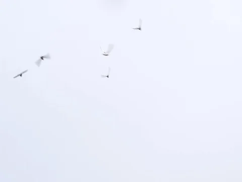 Birds fly over the old Soviet military rocket launcher. Stock Footage 75536198