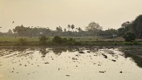 Birds fly over rice field sunset rural countryside Stock Footage 306937075