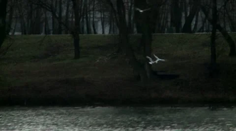 Birds fly over river Stock Footage 10684535