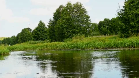 Birds fly over the streams of water in the river in search of food. Birds Stock Footage 203953618