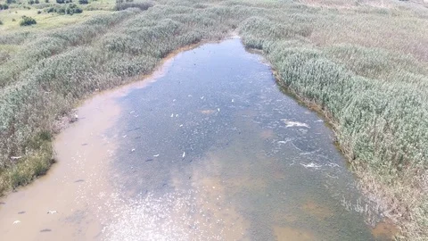 Birds fly over the swamp Video stock 116536162
