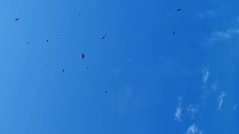 The Birds fly over the tree against the sky close-up. Stock-Footage 160830420