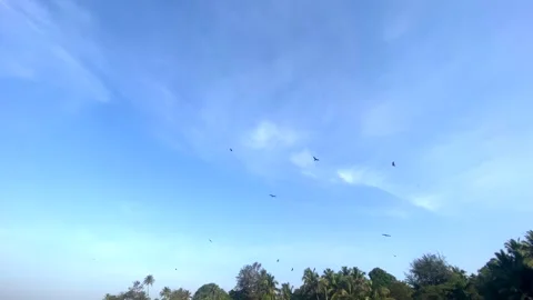 Birds fly over the trees against the blue sky, eagle, dove, falcon Stock Footage 266310148