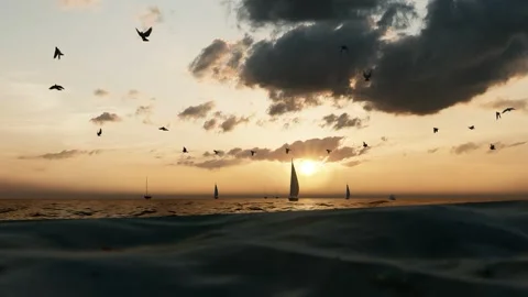 Birds Fly over Wild Beach During Sunset QHD Resolution 1440p 1 Stock Footage 229622121