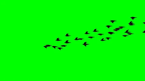 Birds fly past Stock Footage 48719388