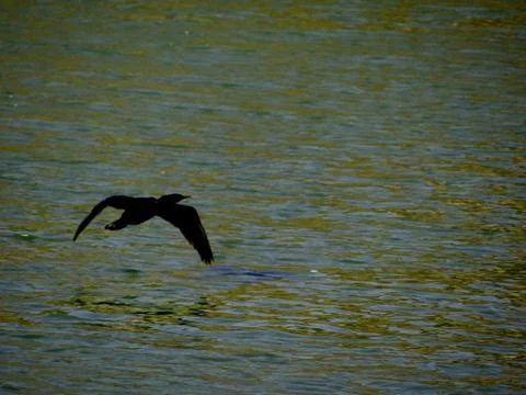 Birds fly Stock Photos