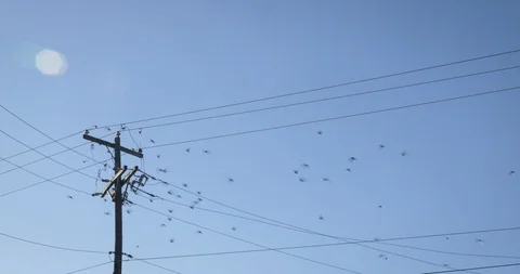 Birds Fly Off Pole Stock Footage 93295288