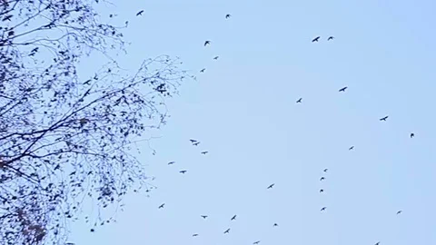 Birds fly in the sky against the background of bare autumn branches of trees Vídeo Stock 80551246